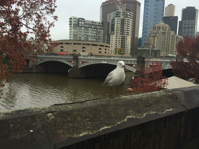 Ольга Дробышева |