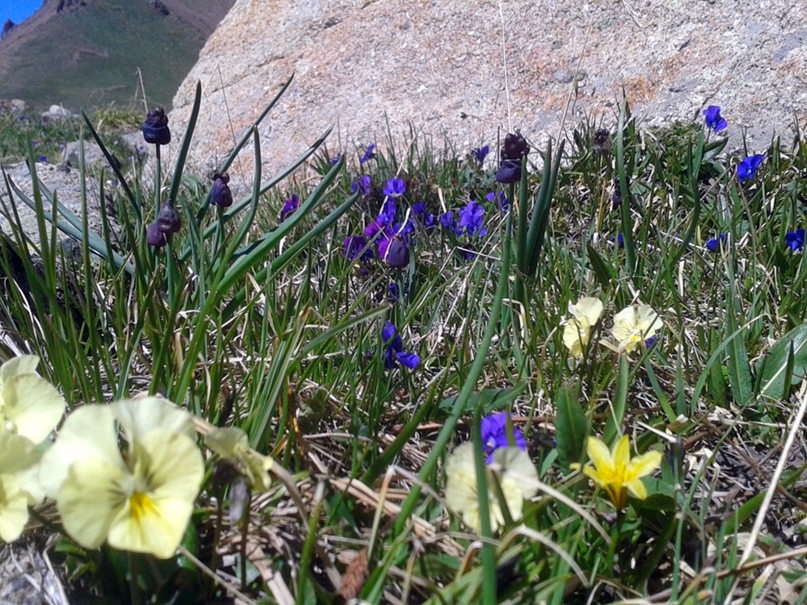 Леся Тарасенко | Алматы
