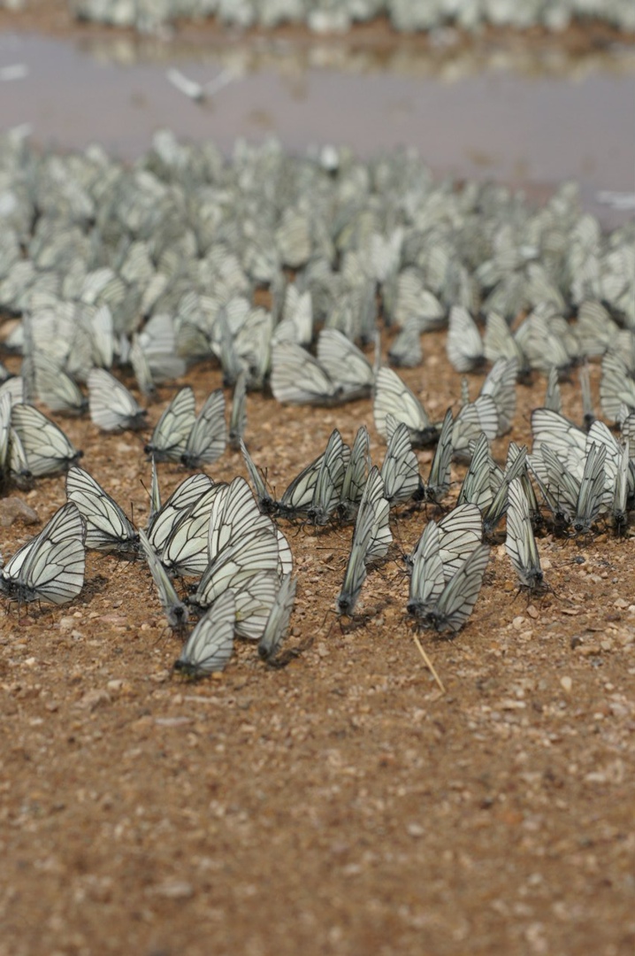 Владимир Бураков Wal'DE |