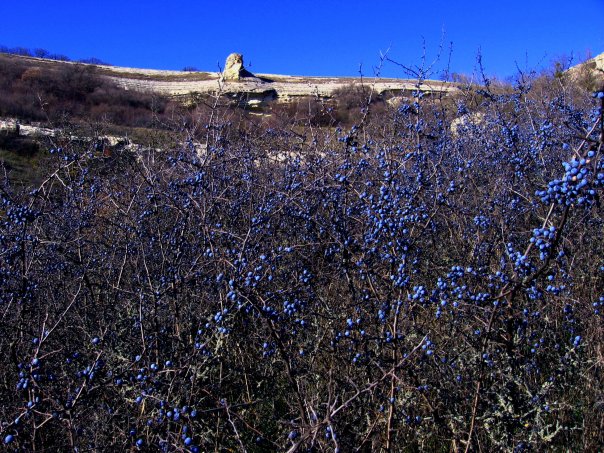 Светлана Дорожкина | Ашдод