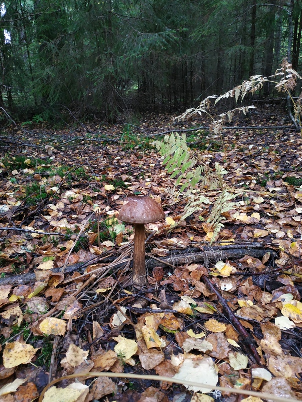 Андрей Алексеев | Санкт-Петербург