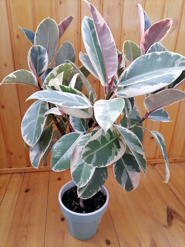 Наталья Орёл |