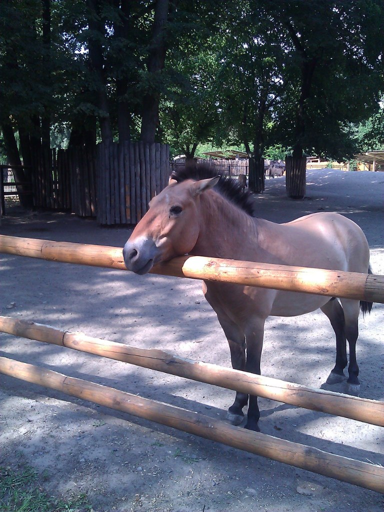 Тёма Чеботарёв | Киев