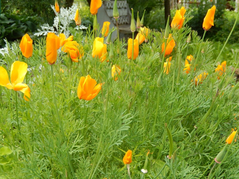 Елена Сивкова | Великие Луки