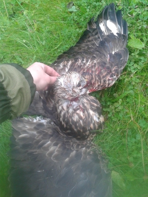 Дмитрий Донских | Москва