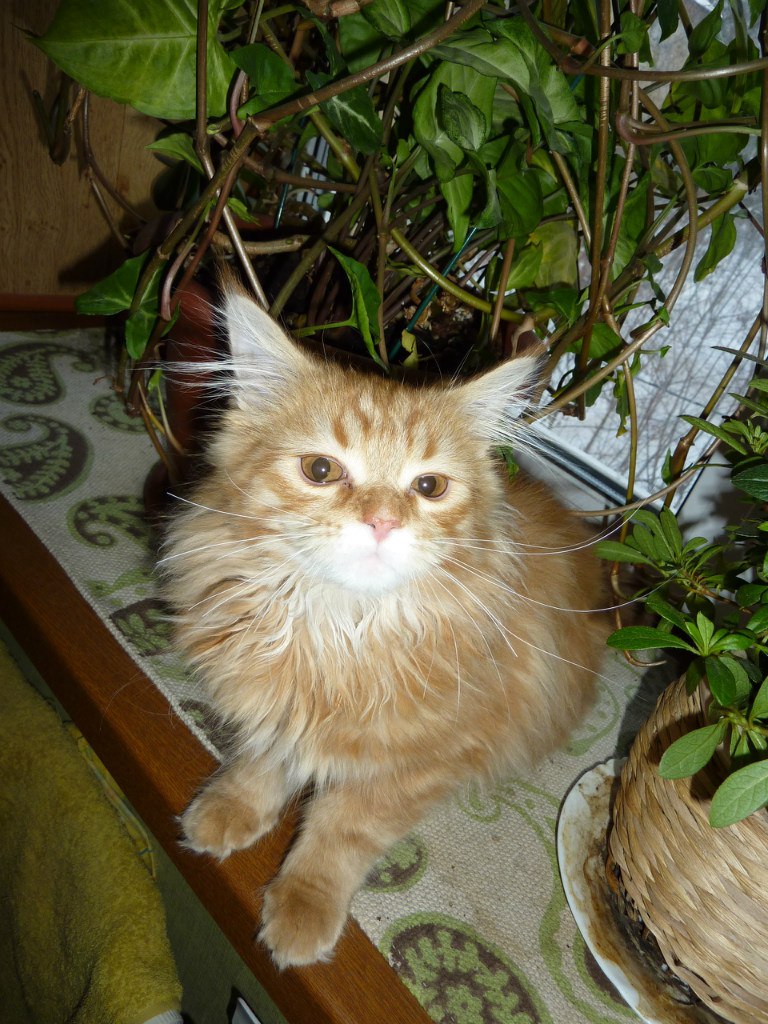 Наталья Ульянова | Москва