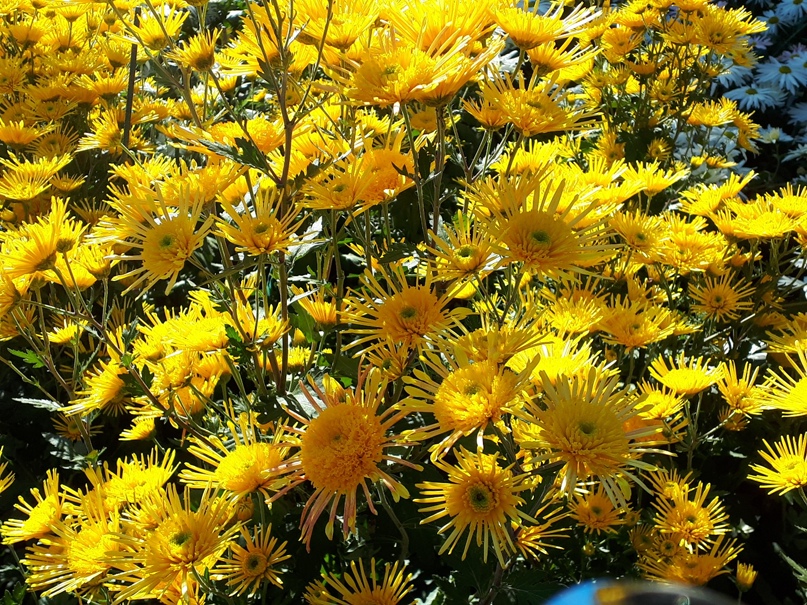 Светлана Огородникова | Севастополь