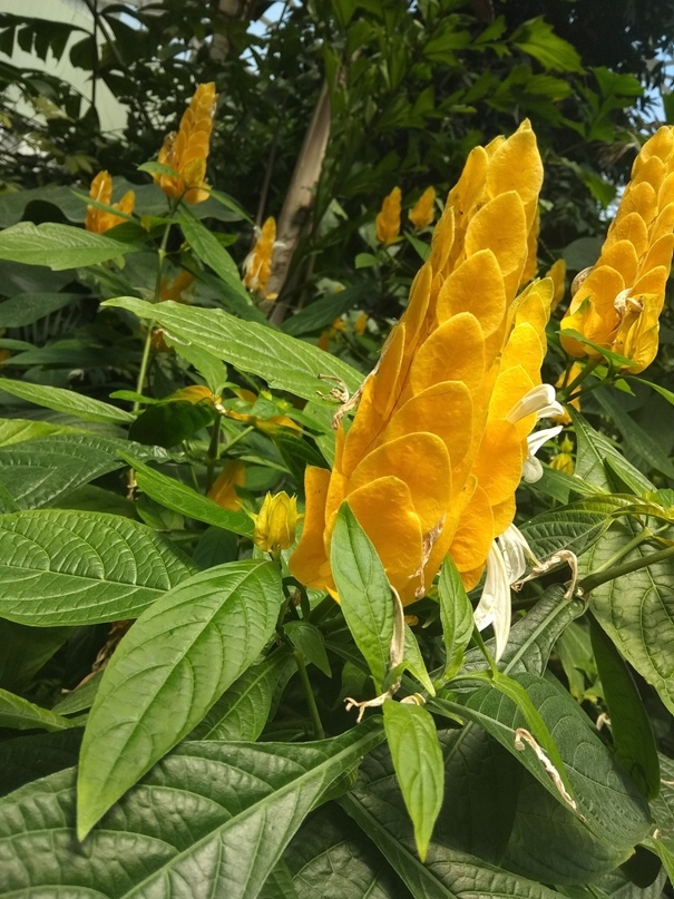 Алина Яковенко | Донецк