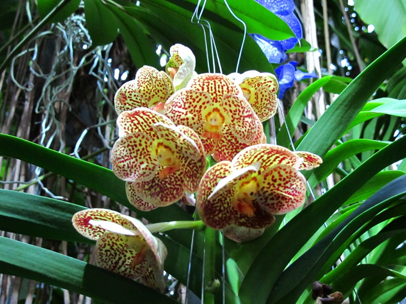 Любовь Завалишина | Санкт-Петербург