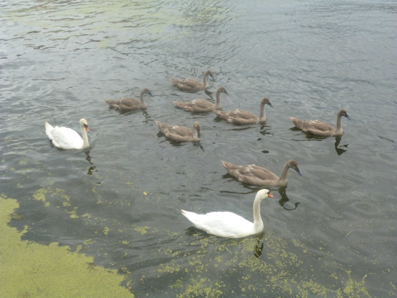 Лена Молчанова | Калининград