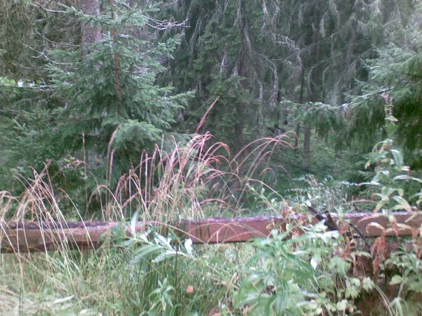 Елена Ручьева | Санкт-Петербург