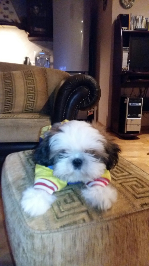 Михаил Мишин | Пушкин