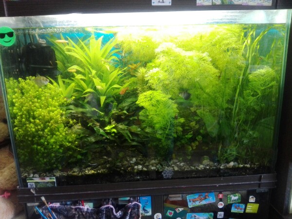 Оля Спирина |