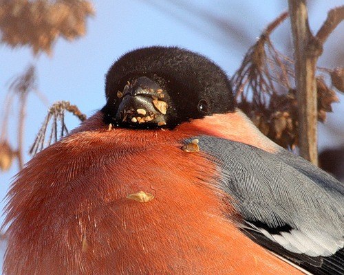 Александр Снигирев | Новокузнецк