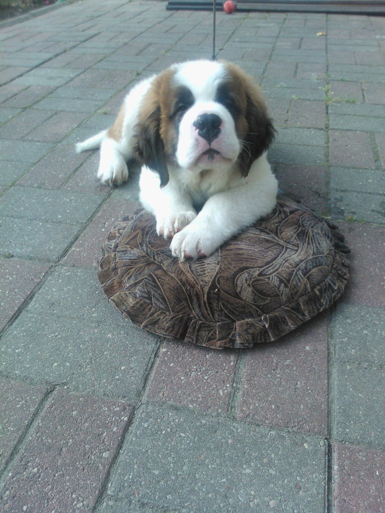 Андрей Моргунов | Калининград