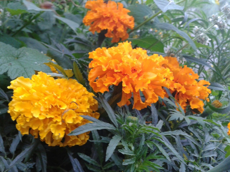 Маша Акимова | Новосибирск