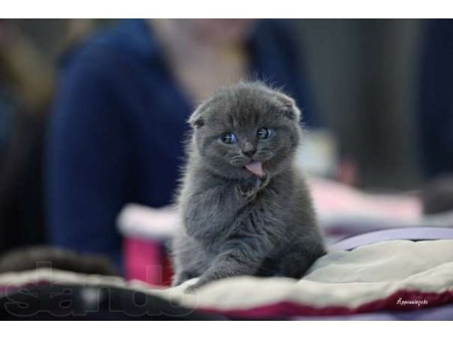 Сергей Бойко | Москва