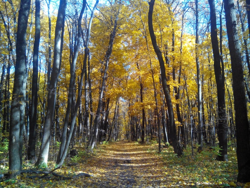 Михаил Крячков | Воронеж