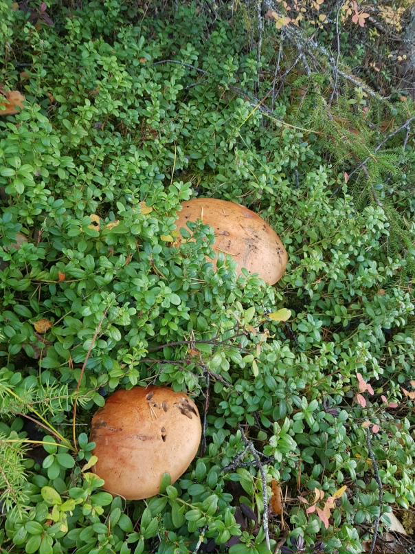 Александр Баримов | Санкт-Петербург