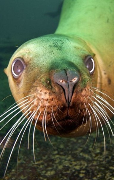 Ольчик Васильева | Москва