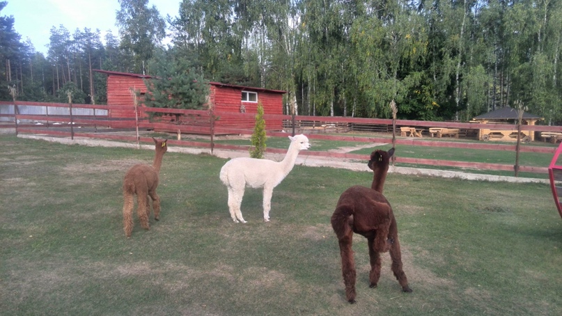 Кристина Йонаускайте | Минск