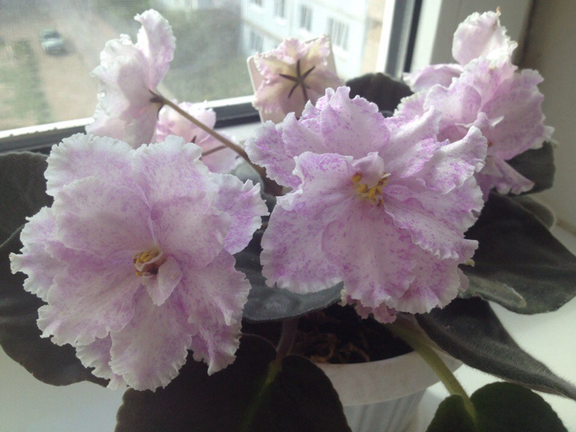 Юлия Мягкова | Боровичи