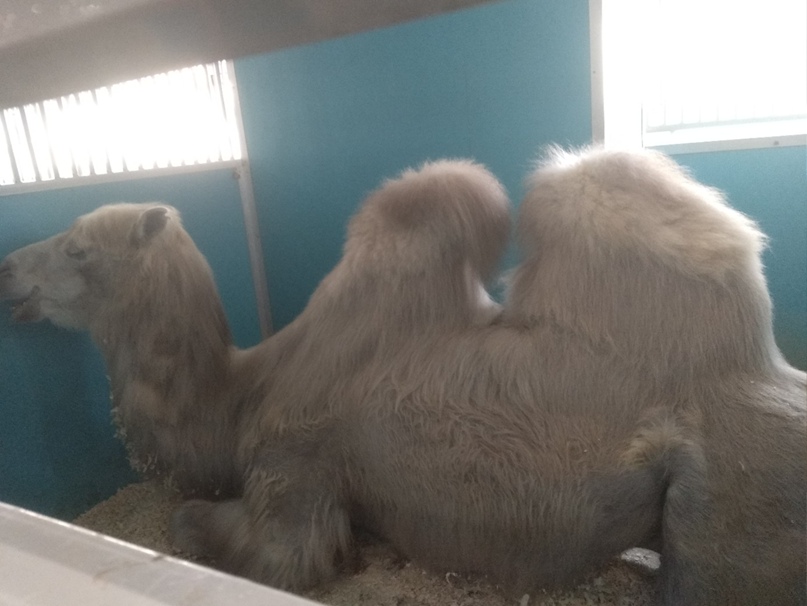 Елена Димитрюк | Белоозёрский