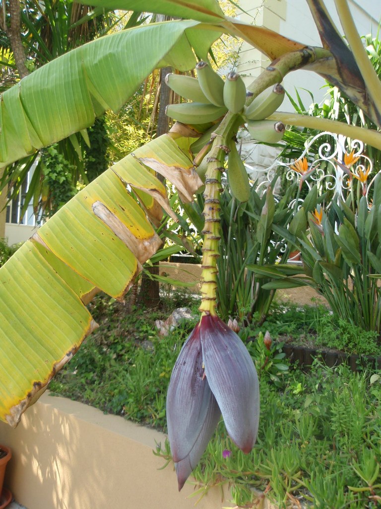 Александра Тихонова ХОХА | Санкт-Петербург