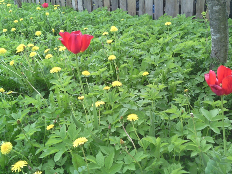 Елена Черняк | Санкт-Петербург