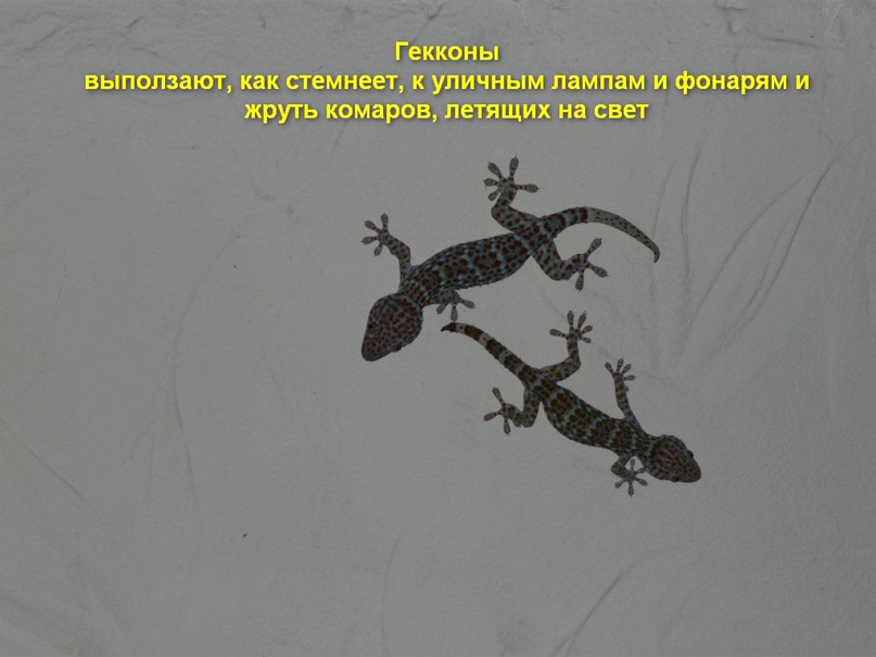 Сергей Иевлев | Тольятти