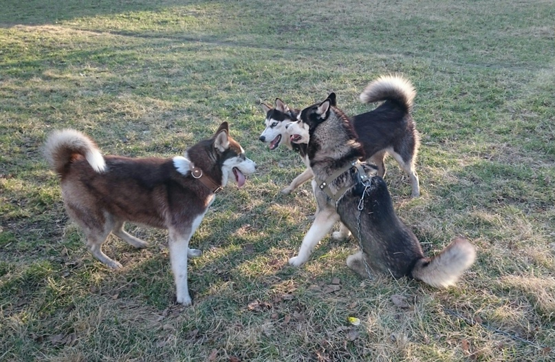 Евгений Копылов | Ачинск