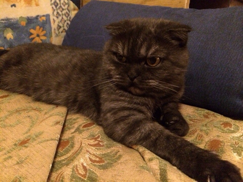 Алла Арсеньева | Москва