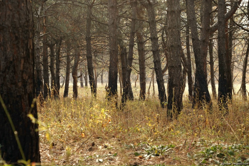 Рустам Шайдуллин | Хрустальный / Красный Луч