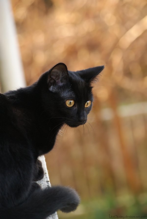 Анастасия Пискун |