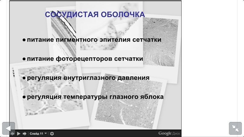 Елена Никонорова | Барнаул