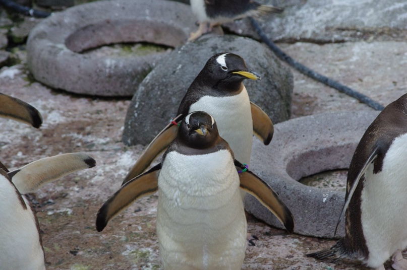 Катя Мельникова | Ayr