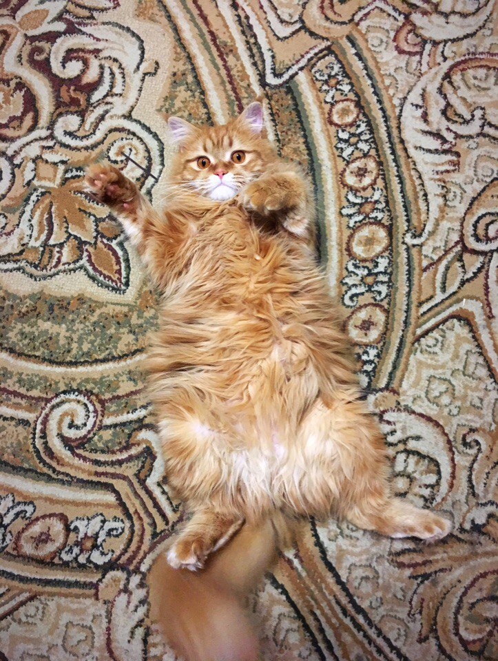 Наталья Ульянова | Москва