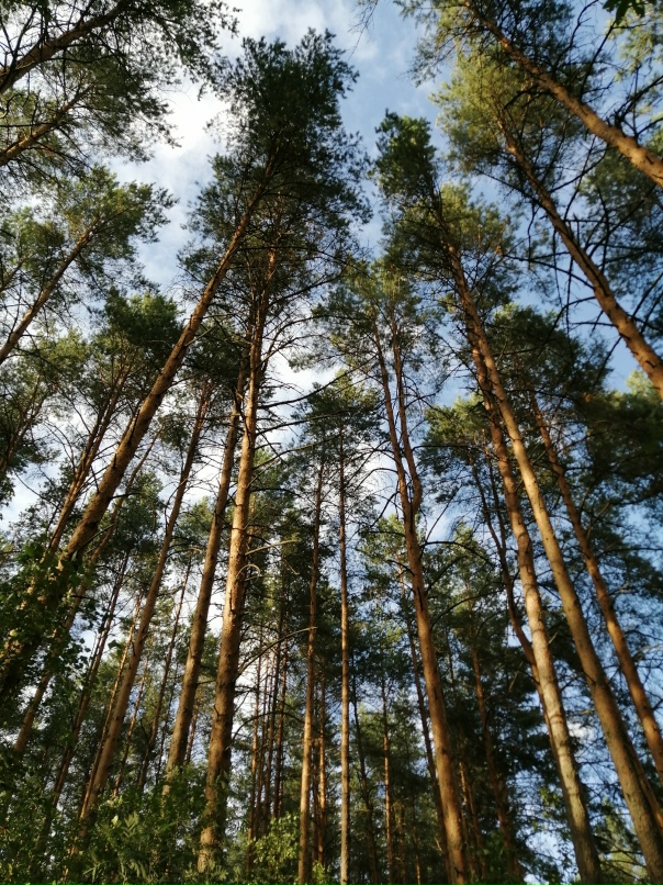 Василий Жуков Felix | Гатчина