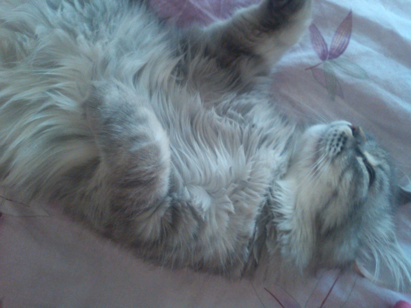 Светлана Шеховцова @УМНИЧКА@ | Запорожье