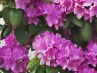 Юлия Дунаева | Великий Новгород