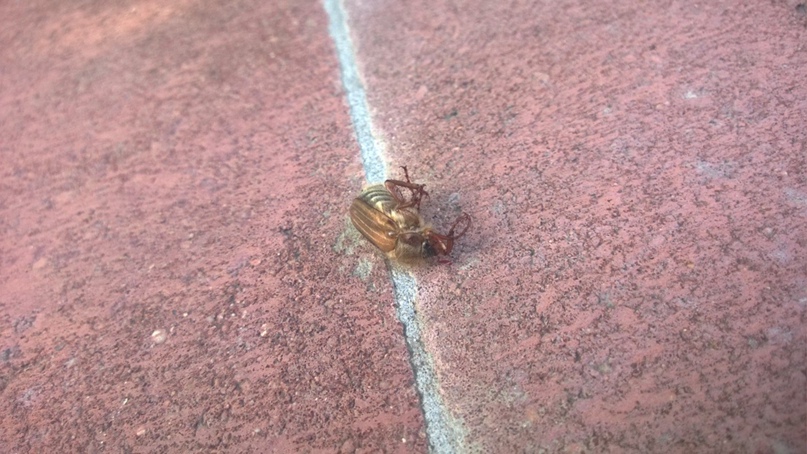 Илья Ляхов | Минск