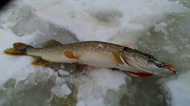 Иван Малахов | Кострома