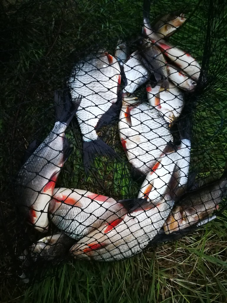 Алексей Кренделёв SVIS' | Могилёв