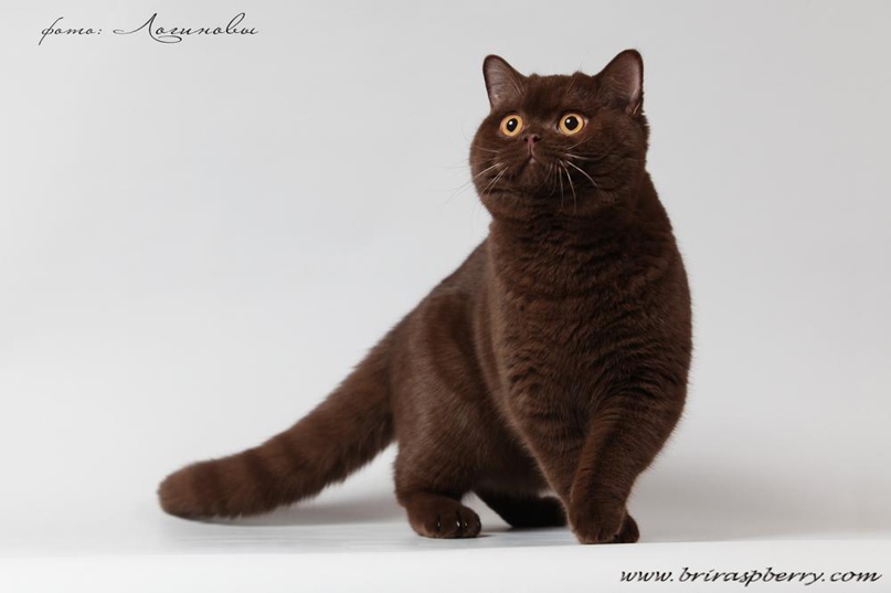 Марина Малинская | Санкт-Петербург