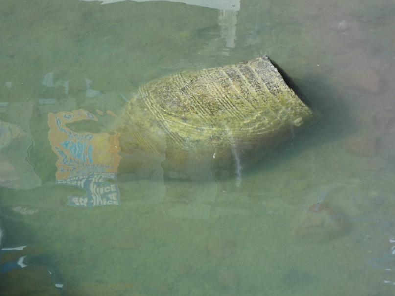 Анна Комягина | Москва