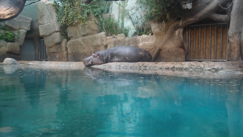 Ольга Патракова | Kirkland