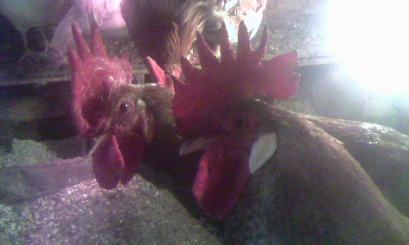 Танюшка Алексеенко | Санкт-Петербург