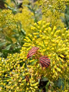 Елена Вдовиченко | Киев
