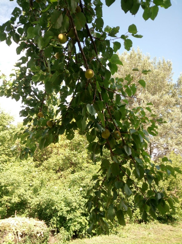 Анна Бочкарева Serqevna |