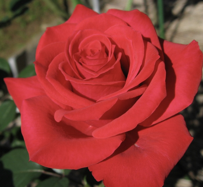 Ольга Мягкая | Санкт-Петербург